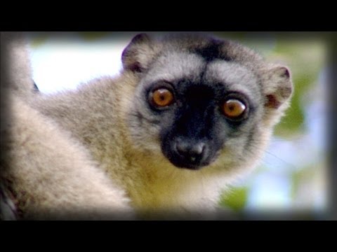 The energetic lemurs | Los energéticos lemures