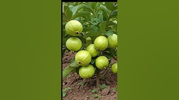 🌴Grow Guava Tree Faster With These Simple Tips!#gauva #fruittree #shorts