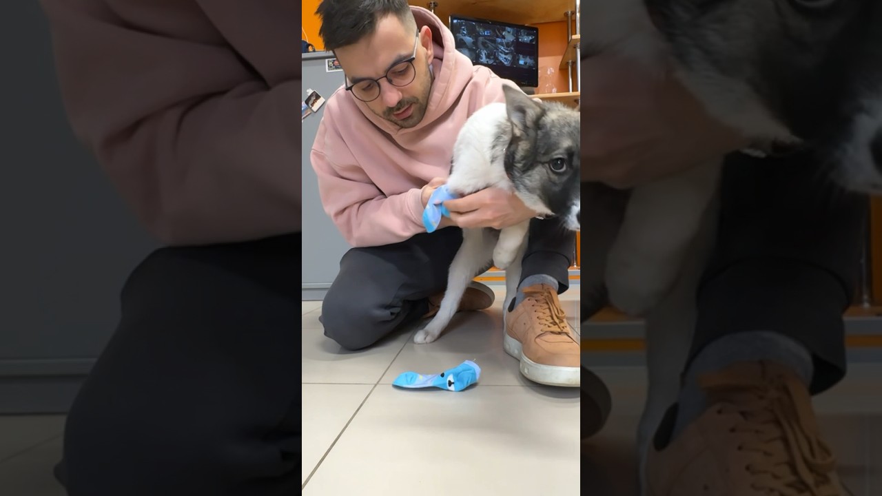 Для культи Сшил носочек. У щенка нет лапки.