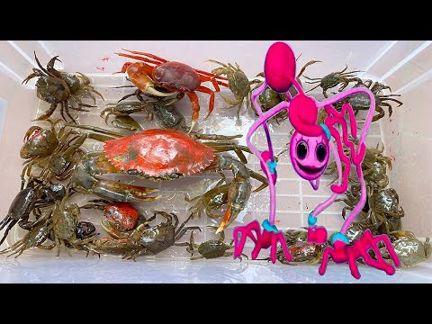 Video Kem Ốc Chanel và Cua Khổng Lồ, Cá Sấu dùng kiếm... - youtube