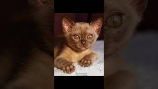 чом бамбини савур