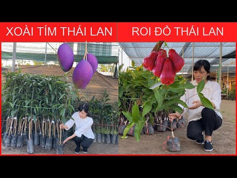 Video Cây Xoài Tím Thái Lan - Roi Đỏ Thái Lan | 2 Loại Cây... - youtube