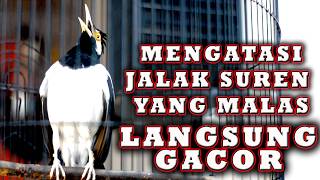 BIKIN GACOR JALAK SUREN YANG MENDENGAR