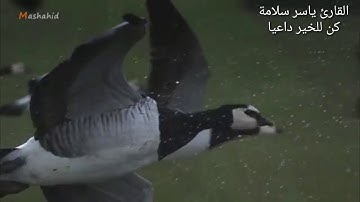 الشيخ ياسر سلامة سورة الانفطار تلاوة خاشعة استمع بقلبك / حالات واتس اب/ تلاوات نادرة