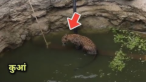 गांव वाले के बीच तेंदुआ । leopard rescue from Well | rescue team | humility | #shorts