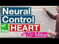 Neural Control of the Heart | Cardiology