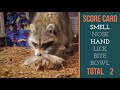 Raccoon Scores New Toys!