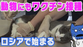 “世界初”ロシアで承認、動物用ワクチン！動物のワクチン接種スタート【マスクにゃんニュース】