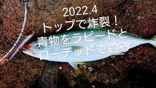 新高校一年生とブリを釣っていく‼️ラピード ローデッド