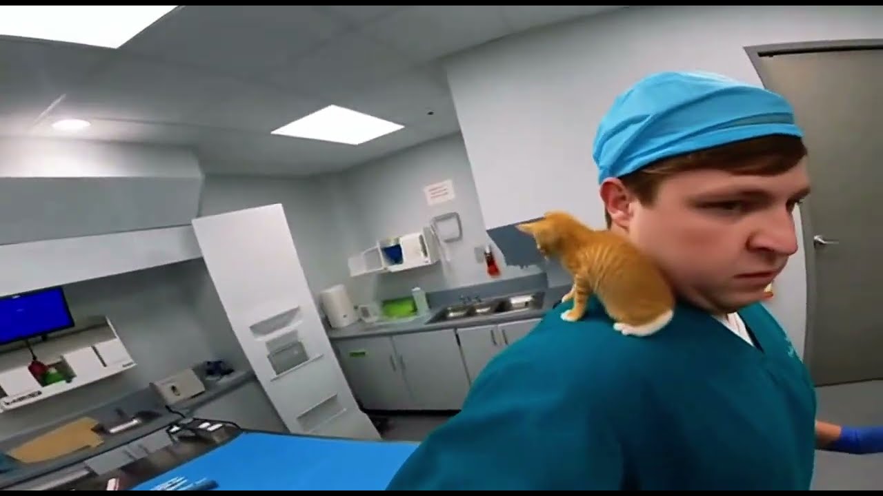 Cute Cat Moments at the Vet • [Cute Animals • Sora 2 • Funny Cat Compilation • Animal Moments]