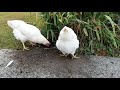 Chickens scratching for worms to eat