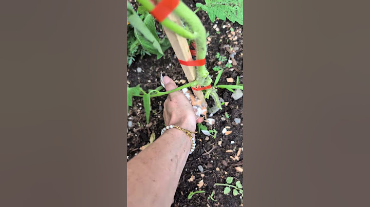 Wait for the before & after 🌱🍅 As always, you can find everything in my Amazon Stores 👩🏻‍🌾