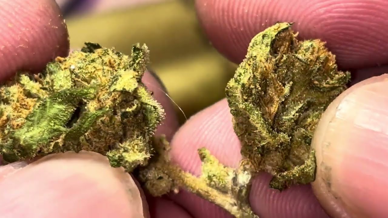 Call Me THCA - Green Crack THCA Flower Living Soil 🔥