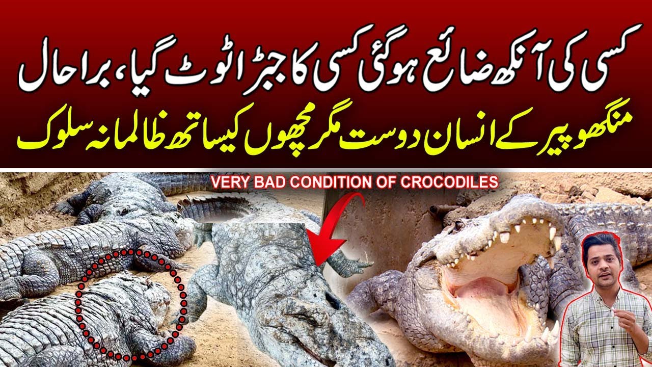 Manghopir Crocodiles bad Condition | History of Manghopir Crocodiles | Karachi kay Bemar Magarmach