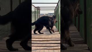 Available Black German shepherd dog  #blackgermanshepherds #germanshepheard #gsdindian