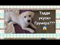 влог 40 Тедди укусил грумера?😳 отдыхаем с Каанам