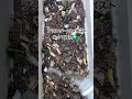 プランターコンポストやってみた