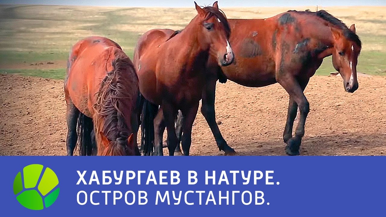 Живу в натуре