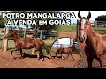 POTRO MANGALARGA À VENDA EM GOIÁS