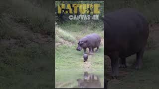 Tiny Newborn Hippo's First Wobbly Steps Following Mom on Land – Too Cute! #animalkingdom