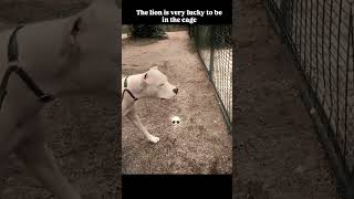 This Fearless Dog Proves It's Not Just About Size