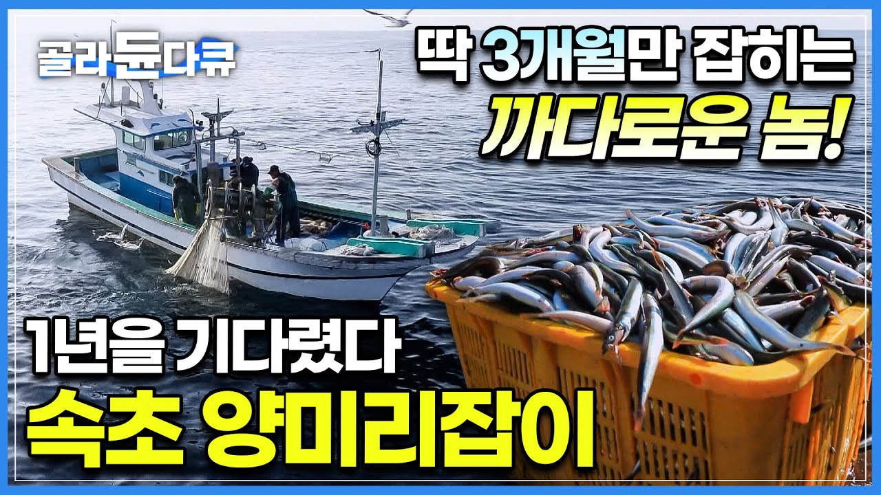 한 상자에 35만 원!? 귀한 생선 잡으려고 일 년을 애타게 기다려 왔다 ‘속초 양미리 잡이’ | 10월부터 12월까지만 잡히는 까다로운 생선 | 바닷가 사람들 | #골라듄다큐