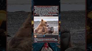 CÓMO SE REFRESCAN LOS OSOS PARDOS