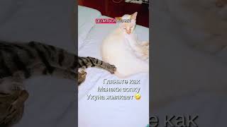 #кот #разговоры #neko #рекомендации #мем #3д #3dmodeling