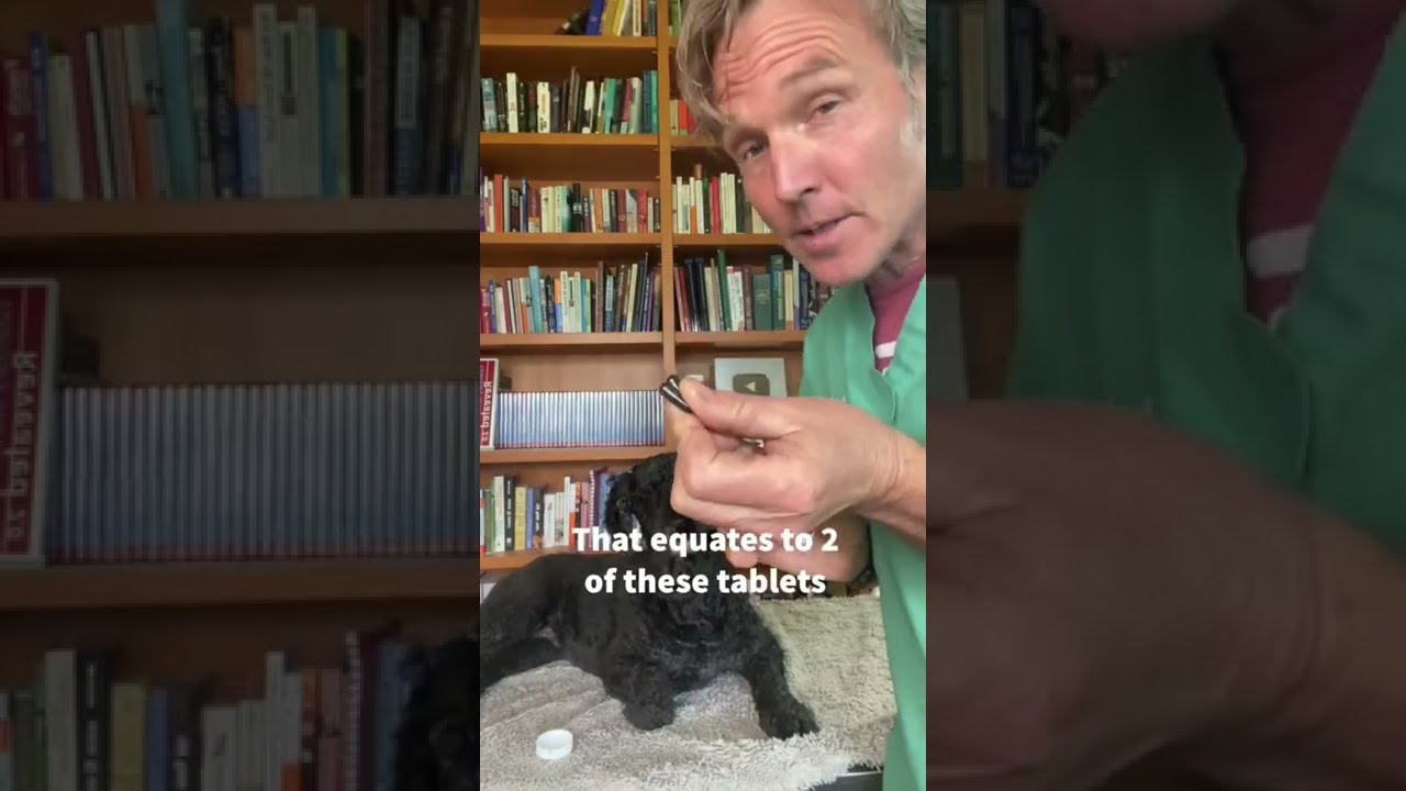 Your Dog Or Cat Has Eaten Something Toxic Here Is What To Do