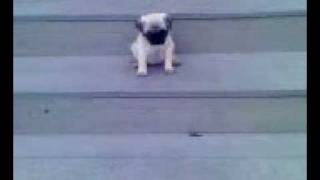 pug falling down stairs