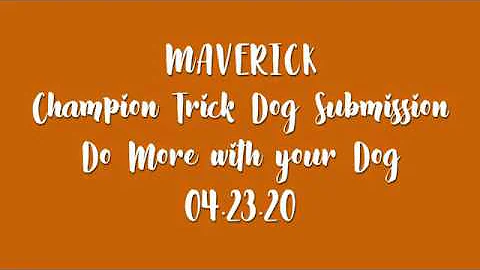 Maverick Champion Trick Dog Submission