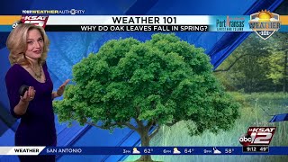 Why do live oak leaves fall in Spring?