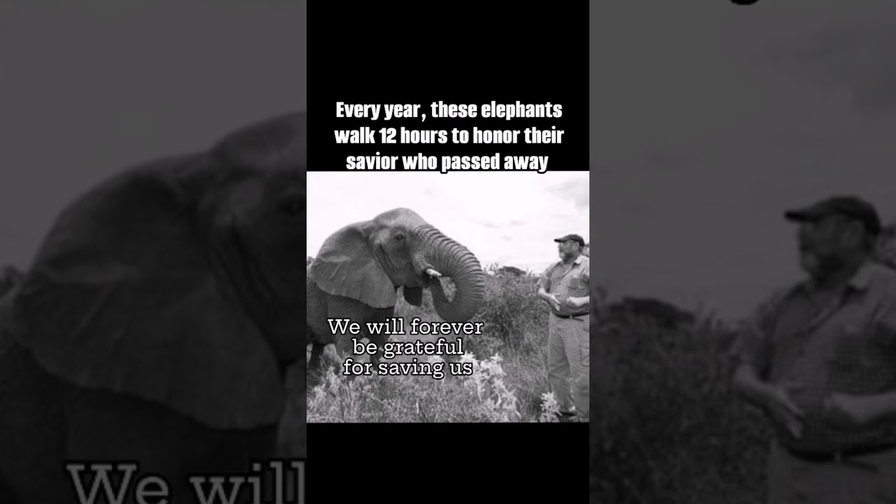 The Man Who Spoke Elephant: Lawrence Anthony's Unbelievable Story | 