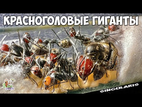 Видео: Я завел гигантских муравьев ● Camponotus singularis