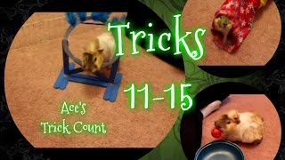 Aces Trick Count Guinea Pig Tricks 11-15