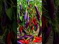 Quick and simple techniques to grow and multiply hybrid eggplant and chili peppers #garden #fruits