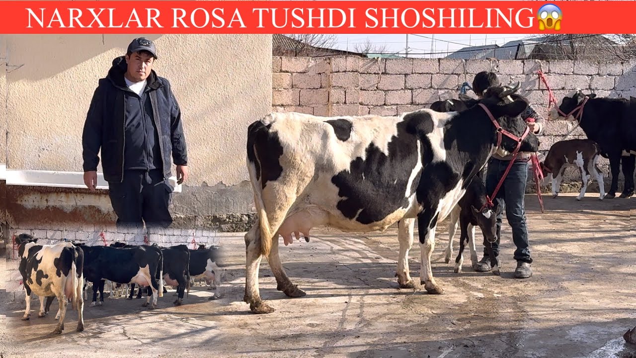 ROʻZIVOY😱F💥YANGI P ONA BOLA SIGIRLAR UTA ARZON QIVORDI SONI KAM TUGAP Q✊🏃