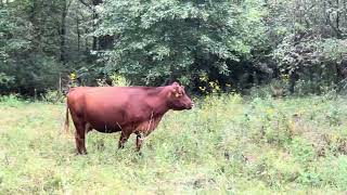 Farm Soil Recovery After Prescribed Burn: Forage Explosion on Newly Leased Pasture