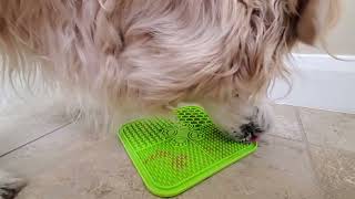 ASMR 1 Hour Dog Licking Peanut Butter Off Lick Mat LickiMat English Cream Golden Retriever