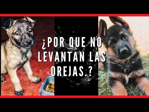 Video: ¿Qué razas de perros tienen orejas que se pegan hacia arriba?