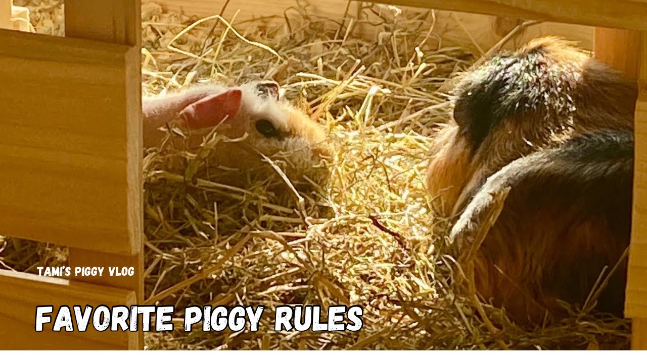 (Tami's Piggy Vlog) Favorite Piggy Rules 20250218 EP196 - YouTube