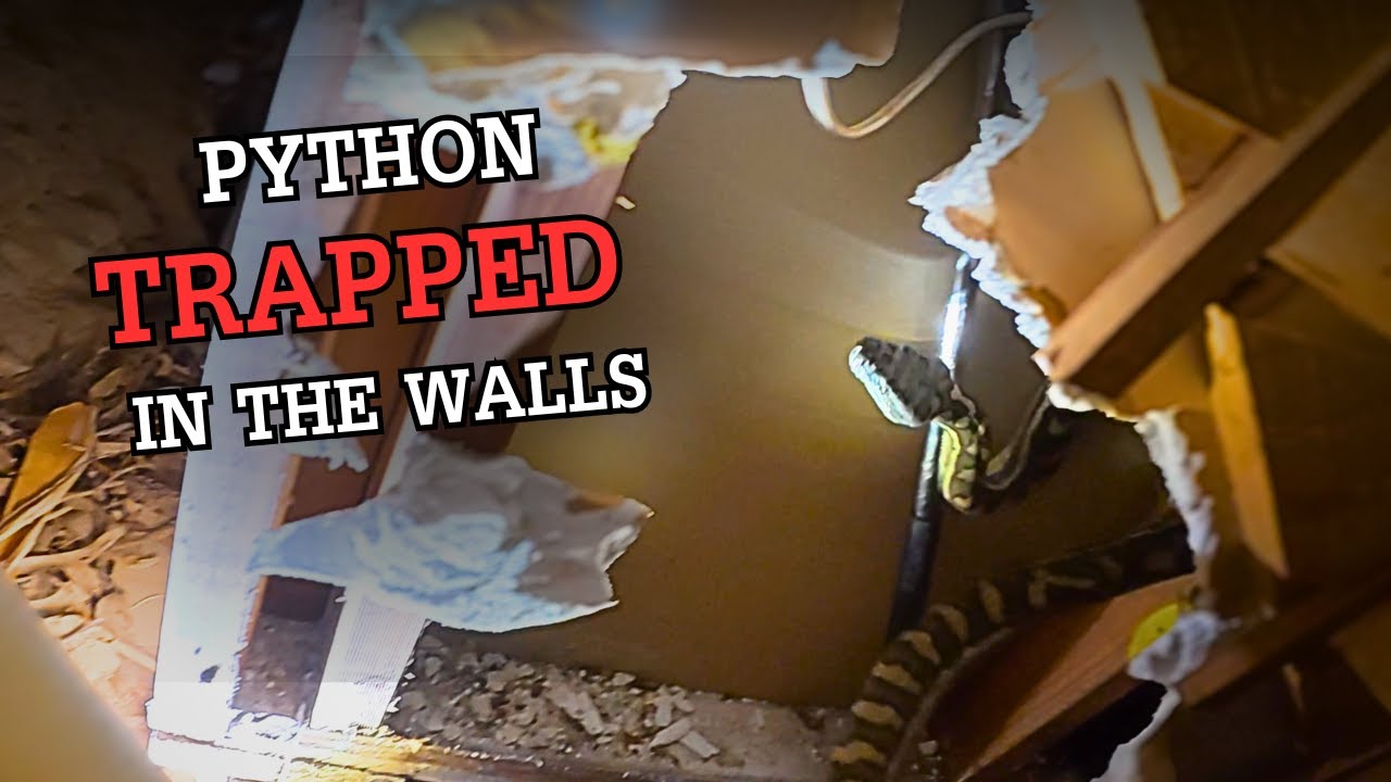 Спасение змеи в непосредственной близости от дома австралийца!