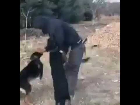 لو الكلب عايز منك حاجة سيبهالو فورا وإلا