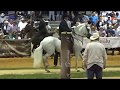 OCULTO DE LA SERRANIA - 2017 Spectrum Paso Fino Horse Show class 182 fino stallions 7 & over