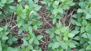 Developing Techniques to Monitor Soil Carbon