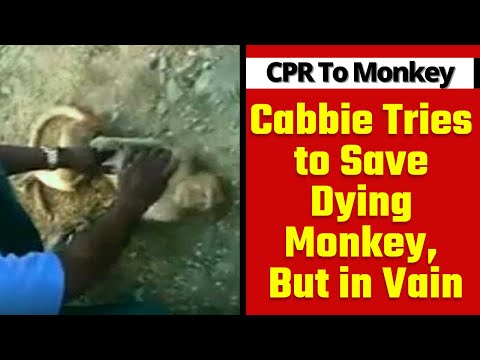 Animal Lover tries to Save Monkey by giving CPR, But in Vain | Man of Car Driver in Tamilnadu