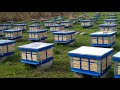 Beekeeping. Основной ранний пыльценос.