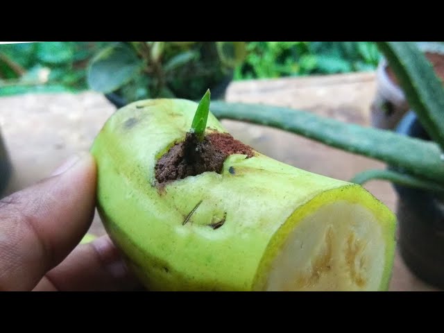 How to grow aloe Vera in a banana