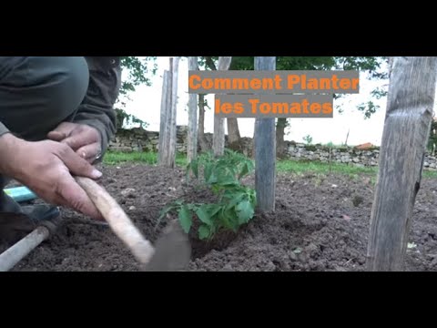 Vidéo: Jours de plantation favorables en mai 2020 pour les tomates