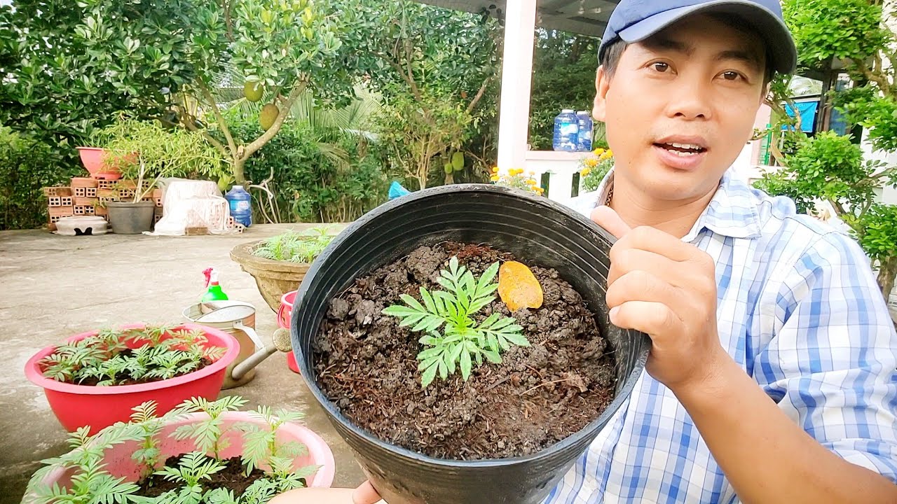 cách trồng bông vạn thọ tết 2026, tưới phân cho vạn thọ, phòng nấm khuẩn, huỳnh tinh vlog 